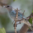 Tangara glauque
