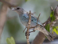 Glaucous Tanager