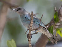 Tangara glauque