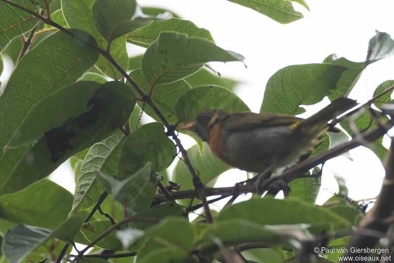 Guira Tanageradult