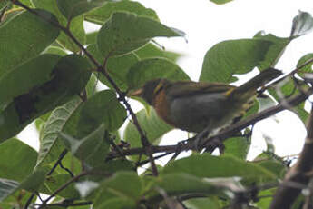 Tangara guira