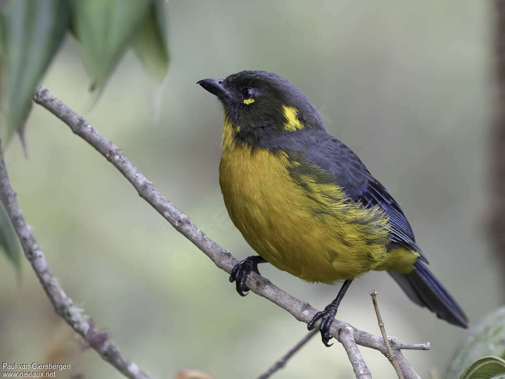 Lacrimose Mountain Tanageradult, identification