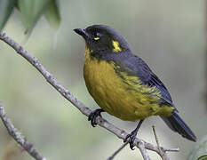 Lacrimose Mountain Tanager