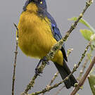 Tangara larmoyant