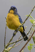 Lacrimose Mountain Tanager