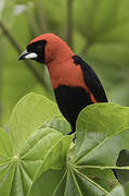 Masked Crimson Tanager