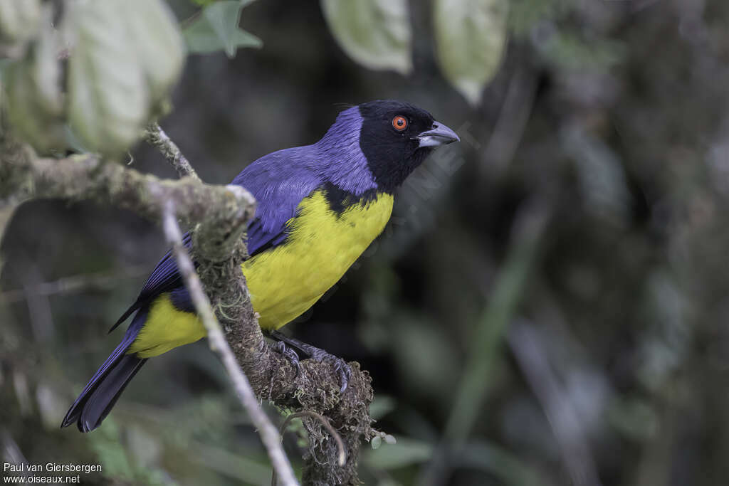 Hooded Mountain Tanageradult, identification