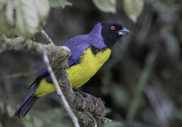 Hooded Mountain Tanager