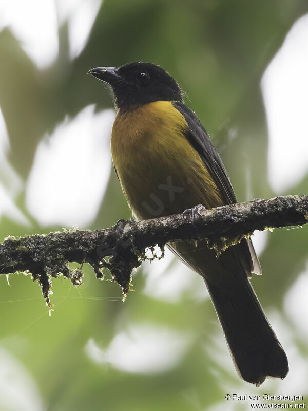 Fulvous Shrike-Tanageradult