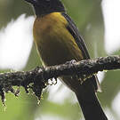 Tangara mordoré