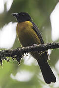 Fulvous Shrike-Tanager