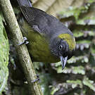 Tangara obscur