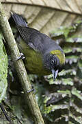 Dusky-faced Tanager