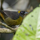 Tangara obscur