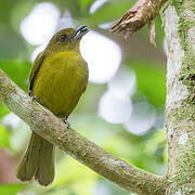 Carmiol's Tanager