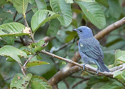 Golden-chevroned Tanager