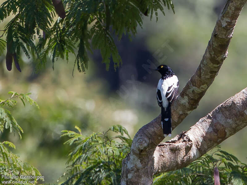 Magpie Tanager, habitat, pigmentation