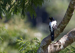 Magpie Tanager