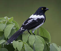 Magpie Tanager