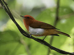 Scarlet-and-white Tanager