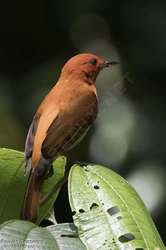 Scarlet-and-white Tanager male adult, pigmentation