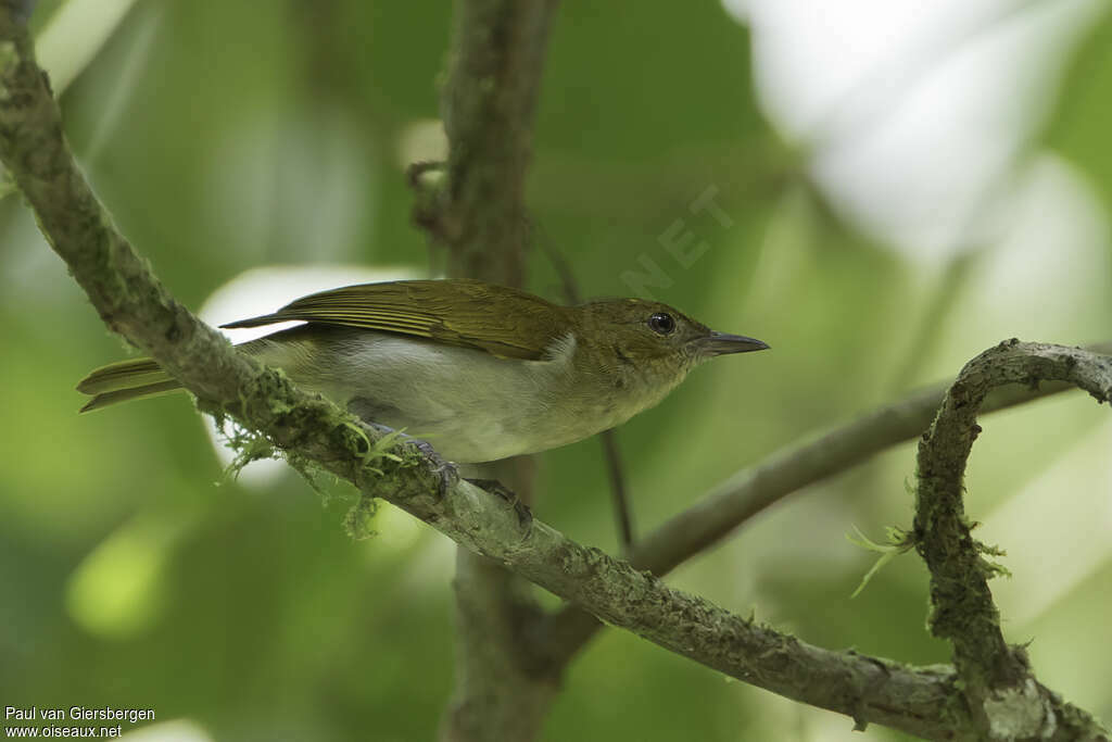 Scarlet-and-white Tanager female adult, identification