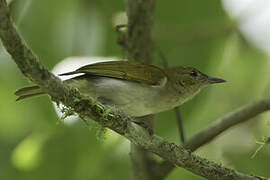 Scarlet-and-white Tanager