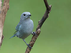 Sayaca Tanager