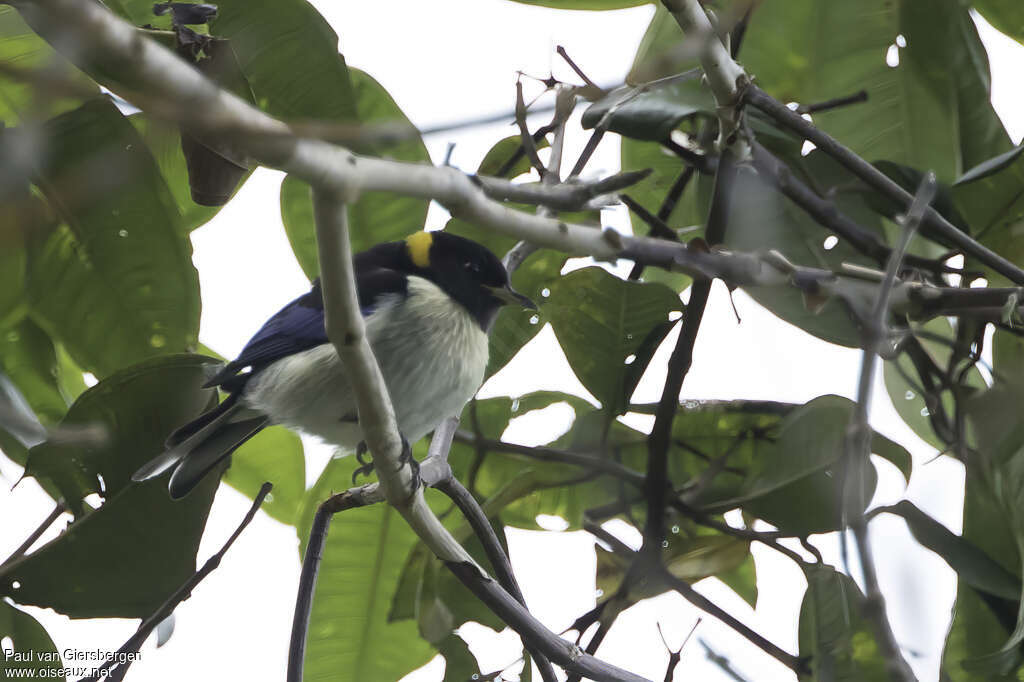 Tangara sucrier mâle, adulte, habitat, pigmentation