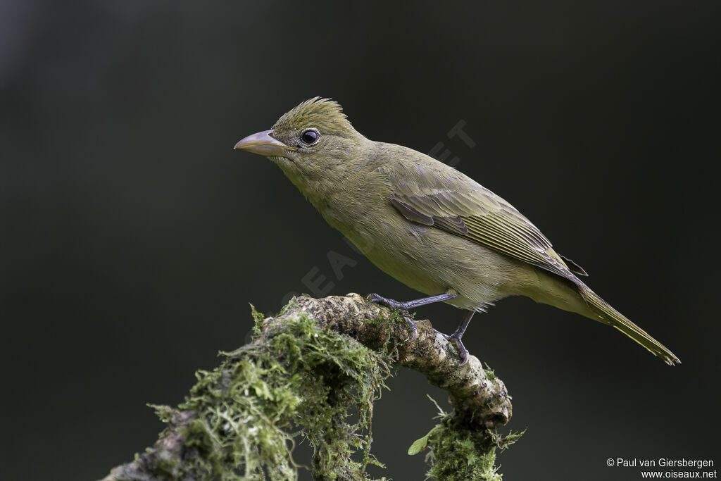 Summer Tanager female adult