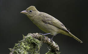 Summer Tanager