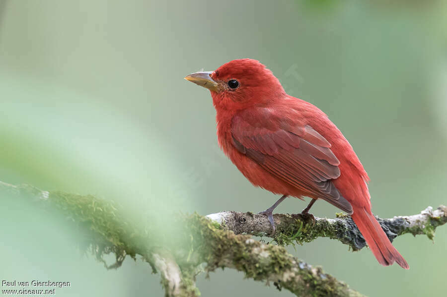 Summer Tanager male adult, identification