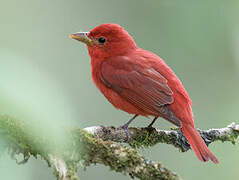 Summer Tanager