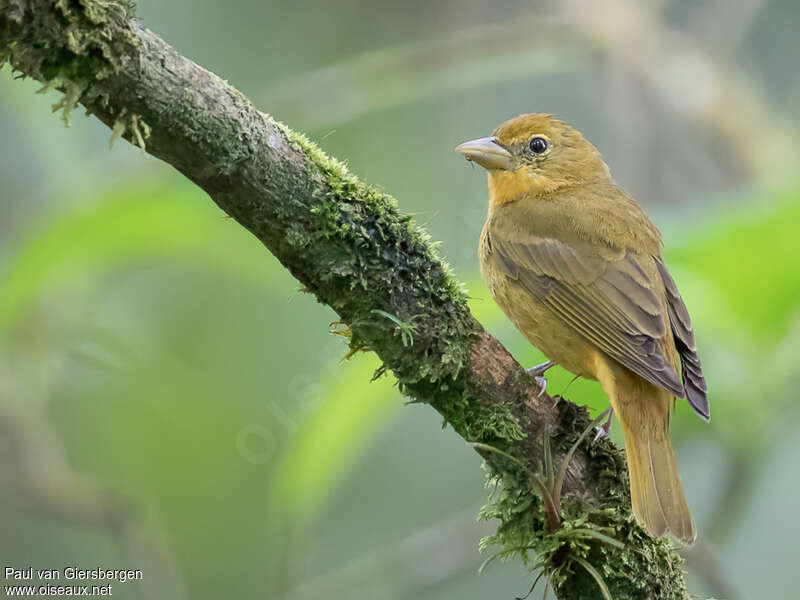 Summer Tanager female adult, identification