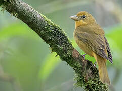 Summer Tanager