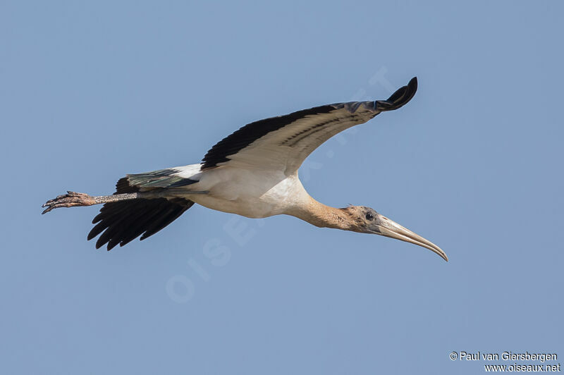 Wood Stork