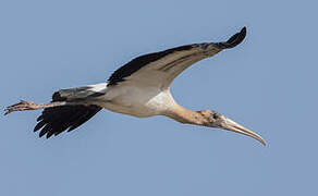 Wood Stork