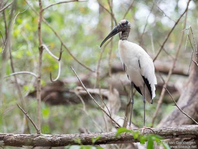 Wood Stork