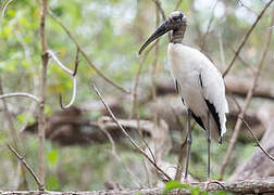 Wood Stork