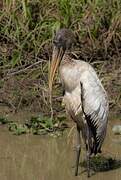 Wood Stork