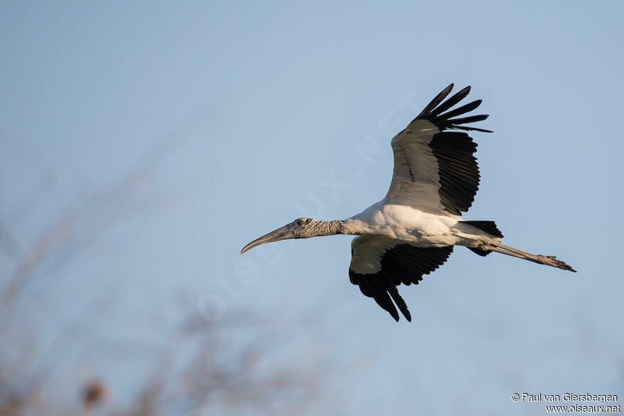 Wood Storkadult