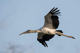 Wood Stork