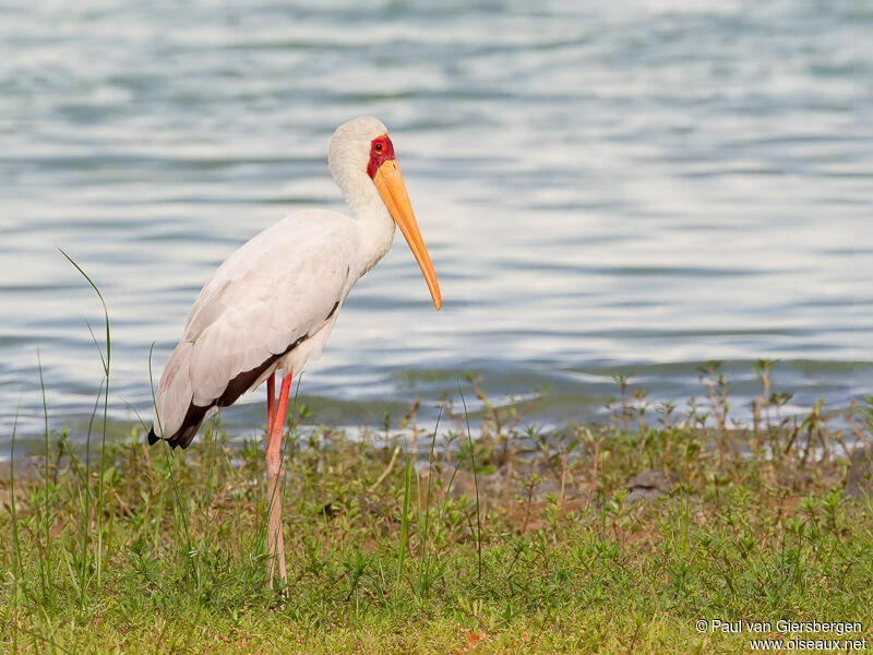 Yellow-billed Stork