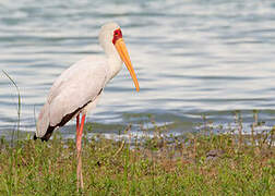 Yellow-billed Stork