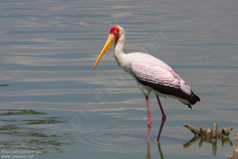 Yellow-billed Storkadult breeding, identification