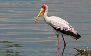 Yellow-billed Stork