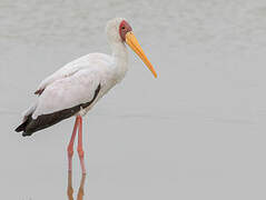 Yellow-billed Stork