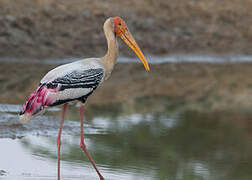 Painted Stork