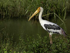 Painted Stork