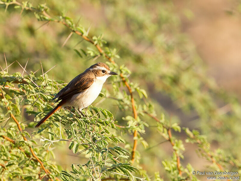 White-bellied Bush Chat female adult
